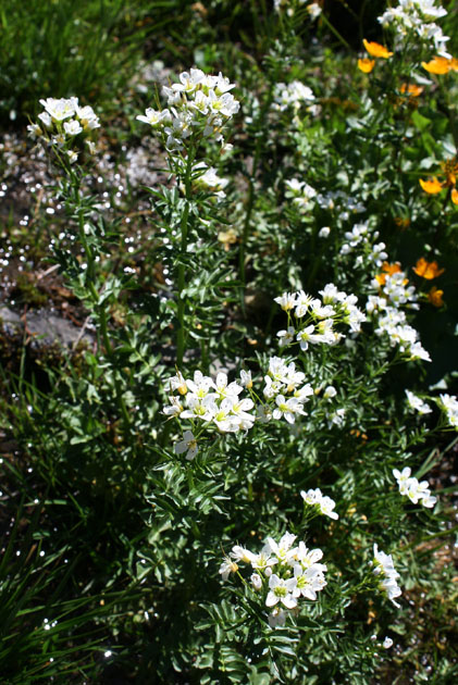 81_Bitteres_Schaumkraut_8014