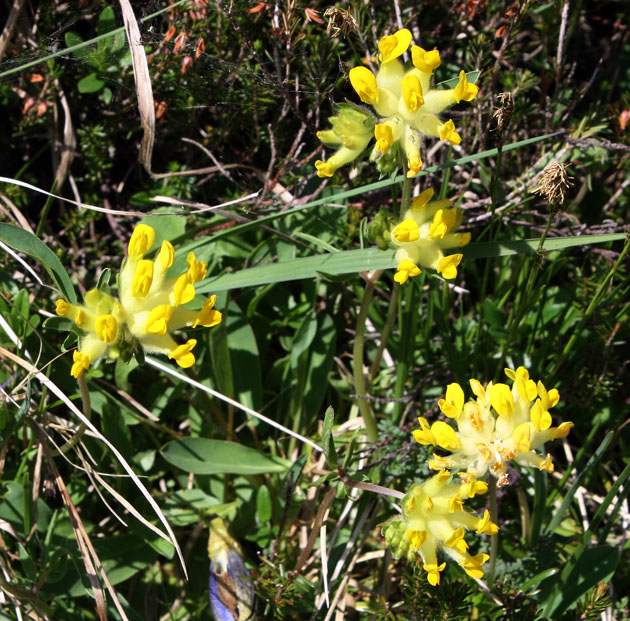 92_Alpen-Wundklee_9263