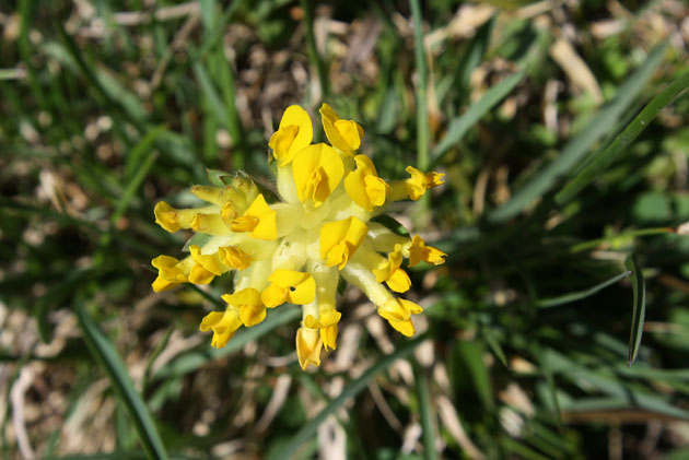 92_Alpen-Wundklee_9264