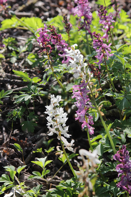 95_1_HohlerLerchensporn_3880