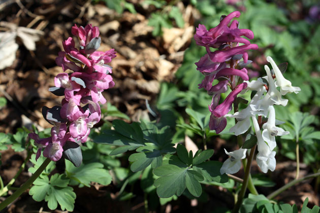 95_2_HohlerLerchensporn_2647+48+35