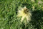 27_Alpenkratzdistel
