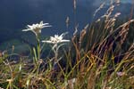 54_Edelweiss_0882
