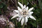 54_Edelweiss_0892