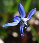 61_SibirischerBlaustern_2617