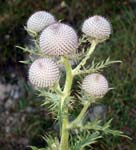 77_Wollkopf-Kratzdistel_5500